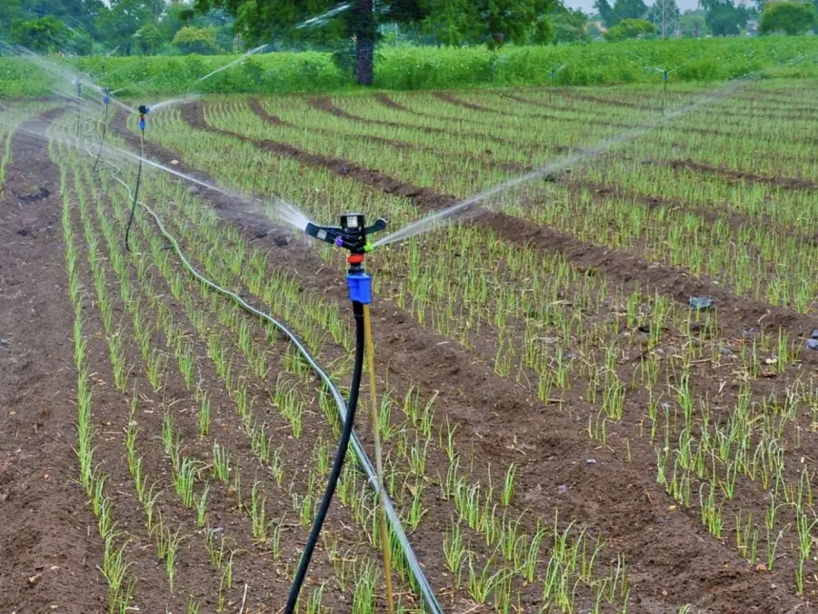 Aspersor Acurain 5022 SD U a regar uma cultura de cebola